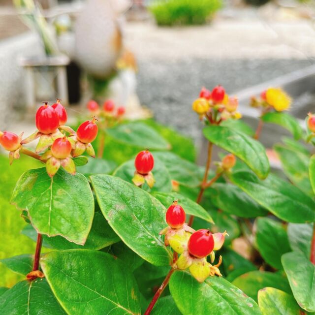 【softでslowなフェイシャル🎶】
.
30℃超え3日目🔥
暑いﾃﾞｽねぇが挨拶がわり😅
.
これから秋までずっと
この暑さが続くのかなぁ……
.
ついこないだ着ていた服が
もう暑くって着てられない汗
6月中旬にして 真夏仕様！
.
.
.
紫外線も厳しく ジリジリと……
肌老化の約8割が
紫外線の影響と言われています
.
例えば、、、シミ、タルミ、シワ、
毛穴、くすみetc.....
.
mallowのアロマフェイシャルは
とってもソフトタッチで
ゆっくりな施術
.
特に！ 優しく 密着を大切に
こだわって 行なっています✋
.
アロマ(香り)を感じながら
呼吸も深まり 全身も緩む
.
うつらうつらと
行ったり来たりの感覚が
めちゃくちゃ心地好いのﾃﾞｽ♡
.
フェイシャルヘビーユーザー様からは
／
ここのフェイシャルが
めちゃくちゃ好き～
.
至福の時でした
＼
.
.
／
頭がクリアになって
スッキリした
.
顔が軽いっ！
視界もクッキリ！
＼
.
.
／
顔しかしてないのに
身体もポカポカして
すごく緩んた
＼
.
.
今日のお客さまも
いつものボディから
お初のフェイシャル🎶
.
／
お肌プルプルになって
めちゃくちゃ気持ち良かった
.
次回もフェイシャルにします
＼
.
嬉しいお声を
ありがとうございます✨️
.
小顔矯正やエステでも無い
アロマフェイシャルは
.
心地好さを追求していて
ほとんどの方が眠ってしまう……
.
リラックスだけでは無く
美容効果も期待できるのは
【皮脳同根】といって
脳と皮膚(肌)は お互いに
影響しあっているから♡
.
アロマセラピーの効果を
最大限に利用して
心も身体も 元気で笑顔で綺麗に♡
.
今日もありがとうございました🥰
.
｡｡｡｡｡｡｡｡｡｡｡｡｡｡｡｡｡｡｡｡｡｡｡｡｡｡｡｡
7月も早々より
ご予約お問合せありがとうございます
.
ご予約空き枠 少なくなっておりますので
ご希望の際は ぜひお早めに
お問合せくださいませ
ご予約・お問合せは、、、
TOPプロフィール（@mallow_aroma ）より
予約フォーム
DM
サロン公式LINE
よりお気軽にお問合せくださいませ
ご相談だけでも大歓迎です✨️
。。。。。。。。。。。。。。。。。。。
#マロウ #mallow #ハーブティ #長浜市 #滋賀県 #湖北 #リラクゼーションサロン #蔵 #ミュゼホリスティックアロマ #アロマセラピスト #アロマサロン #癒やし #隠れ家サロン #長浜フェイシャル #むくみ改善 #冷え改善 #ストレスケア #体質改善 #よもぎ蒸し #自分のご褒美#坐骨神経痛 #セルフケア#呼吸を深める #視界スッキリ#サードプレイス#過敏性腸症候群 #お肌の乾燥 #第二の心臓 #紫外線対策 #五感