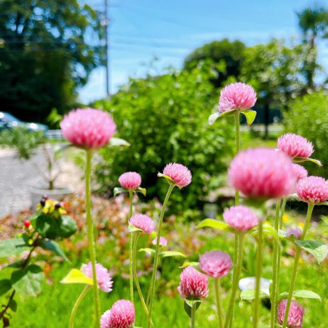 【自分らしさって？】
.
早すぎる梅雨明け☀️
ジメジメも嫌だけど
暑い夏がさらに
長くなるようで
先が思いやられます…
.
着るもの、食べるもの
寝るもの、などなど
冷感グッズも充実してるので
何とか心地好く
夏を過ごしていきたいものﾃﾞｽ🍧
.
.
今週は 何かと出てくる
【人は人】
【人それぞれ】
.
何だか今週ずっと
言ってる気がする(笑)
.
じぶんが人からどう思われるか
どんな風に見られているか
.
自分がこうしたい！より
人の目が気になってしまう……
.
目標や憧れる女性に
少しでも近づきたいけど
.
「私はダメだ……」って
落ち込んじゃう……
.
周りからは決して
そんな風に見られてないのに
自分自身が1番厳しい
ジャッジをしてしまう、、、
.
.
40代後半ともなると
誰にどう思われようと
気にしないメンタルに
成長したmallowですが
.
20代30代の頃は
気になる時もありましたね～
.
だけどそんな憧れる人も
私たちが見えている部分は
その人のほんの一部で
.
どんな素敵な人も
二面性があって当たり前で
.
陰と陽
太陽と月
表と裏etc.
.
何にでも両方あるもの……
.
調子のいい時は気にならない事も
不調の時は、いろんな
ネガティブ感情が出てきちゃう
.
その時のじぶんを
否定せずに 受け止めてあげて
ヨシヨシって大事に
してあげてくださいね♡
.
いい時もあれば
ダメな時もあるある🎶
.
どっちも自分で
どっちも悪くない
.
.
アロマセラピーは
お気に入りの香りを感じて
深～い呼吸を繰り返すと
.
気持ちを切り替えたい時に
とっても役立ちます！
.
切り替えが苦手な方はぜひ🎶
お気に入りの1本を
一緒に見つけてみませんか？
.
お気軽にお尋ねくださいね💕︎
.
.
｡｡｡｡｡｡｡｡｡｡｡｡｡｡｡｡｡｡｡｡｡｡｡｡｡｡｡｡
7月も早々より
ご予約お問合せありがとうございます
.
ご予約空き枠 少なくなっておりますので
ご希望の際は ぜひお早めに
お問合せくださいませ
ご予約・お問合せは、、、
TOPプロフィール（@mallow_aroma ）より
予約フォーム
DM
サロン公式LINE
よりお気軽にお問合せくださいませ
ご相談だけでも大歓迎です✨️
。。。。。。。。。。。。。。。。。。。
#マロウ #mallow #ハーブティ #長浜市 #滋賀県 #湖北 #リラクゼーションサロン #蔵 #ミュゼホリスティックアロマ #アロマセラピスト #アロマサロン #癒やし #隠れ家サロン #長浜フェイシャル #むくみ改善 #冷え改善 #ストレスケア #体質改善 #よもぎ蒸し #自分のご褒美#坐骨神経痛 #セルフケア#呼吸を深める #視界スッキリ#サードプレイス#過敏性腸症候群 #お肌の乾燥 #第二の心臓 #紫外線対策 #健康寿命
