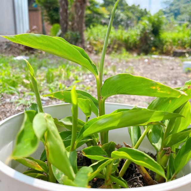 【お腹の音は嬉しい音🎶】
.
毎日30℃超えの暑さ☀️
台風の影響か 生ぬるい風が
身体にまとわりつくよう。。。
.
そんな中、昨年種から植えた
石垣島の月桃チャンは嬉しそう🎶
スクスク元気に
大きな葉っぱ出てきました🌱𓂃 𓈒𓏸
.
その反面 私たちは身体ズーンと重く
疲労度Max😭😭😭
.
.
.
アロマ(香り)を感じながら
受けて頂くアロマトリートメントは
身体にとっても精神的にも
嬉しい効果を発揮してくれます！
.
中でも わかりやすいのが
施術が始まると聞こえてくる
【お腹の音🎶】
.
私はお昼時や夕方になると
施術中 お腹空いてきて
グゥグゥよく鳴るので
ハズカシイ🫣……ｽﾐﾏｾﾝｳﾙｻｸﾃ
.
そうじゃなくて(笑)
リラックスモードの時にも
お腹はギュルギュル鳴ります🎶
.
副交感神経が優位になると
消化器系が活発になるので
.
リラックスモードの時や
睡眠中などに聞こえてくるのです
.
施術中のお腹の音は
私たちセラピストにとっては
「リラックスしてるよ～」って
皆さまの身体が
教えてくれてる合図なのﾃﾞｽ♡
.
聞こえてくると
嬉しいのです(笑)
.
.
超慢性的な便秘のお客さまは
／
普段こんなに腸が
動いてる感覚無いのに
ここに来ると 決まって
ギュルギュル鳴り出す
.
特に今日はめちゃくちゃ
鳴ります。。。
＼
.
うつ伏せの施術が終わって
仰向きになった途端
すごい勢いで動き出すのです🎶
.
.
私たちは 皆さまの大切な
身体やお顔に触れさせて頂きながら
皮膚感覚や呼吸、寝息、
身体が出す音などの変化を
感じ取りながら
施術しています☺️
.
お客さまがリラックスして下さってると
私も起きてるのか寝ているのか
よく分からない感覚になって
リラックスモードで
施術させて頂いてます
.
(ちゃんと手は動いてますので
ご安心くださいね♡)
.
蔵サロンの扉を開けると
アロマが香り
.
／
あ～～良い香り
＼
と深呼吸したら
そこから ゆっくり
リラックスモードへと
誘います🌱𓂃 𓈒𓏸
.
あなただけの
じぶん時間をぜひ♡
.
.
｡｡｡｡｡｡｡｡｡｡｡｡｡｡｡｡｡｡｡｡｡｡｡｡｡｡｡｡
7月も早々より
ご予約お問合せありがとうございます
.
ご予約空き枠 少なくなっておりますので
ご希望の際は ぜひお早めに
お問合せくださいませ
ご予約・お問合せは、、、
TOPプロフィール（@mallow_aroma ）より
予約フォーム
DM
サロン公式LINE
よりお気軽にお問合せくださいませ
ご相談だけでも大歓迎です✨️
。。。。。。。。。。。。。。。。。。。
#マロウ #mallow #ハーブティ #長浜市 #滋賀県 #湖北 #リラクゼーションサロン #蔵 #ミュゼホリスティックアロマ #アロマセラピスト #アロマサロン #癒やし #隠れ家サロン #長浜フェイシャル #むくみ改善 #冷え改善 #ストレスケア #体質改善 #よもぎ蒸し #自分のご褒美#坐骨神経痛 #セルフケア#呼吸を深める #視界スッキリ#サードプレイス#過敏性腸症候群 #お肌の乾燥 #第二の脳 #紫外線対策 #健康寿命